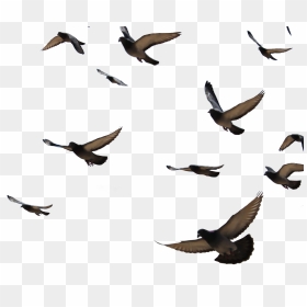 Goose Transparent Flock Dove, HD Png Download - bird flock png