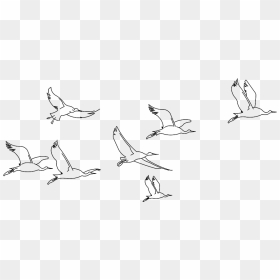 3d Birds - Sketch, HD Png Download - bird flock png