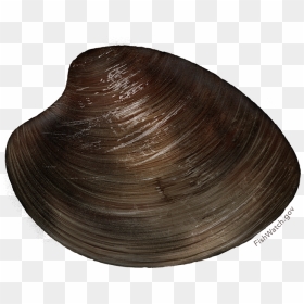Hard Clam/ocean Quahog - Quahogs Png, Transparent Png - clams png