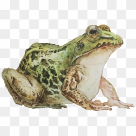 Mink Frog, HD Png Download - scared mouth png
