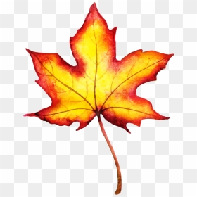 Maple Leaf, HD Png Download - fall leaf clip art png