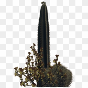 Plants In Desert Png, Transparent Png - desert cactus png
