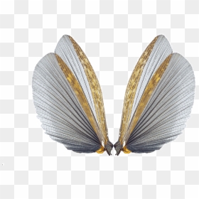 Insect Wings Png, Transparent Png - gold butterfly png