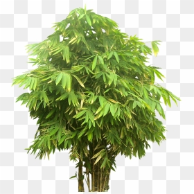 Tree Close Up Png, Transparent Png - bamboo plants png