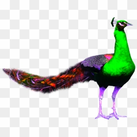 Peacock Png Images Free Download - Peafowl, Transparent Png - peacock feather.png