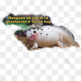 #fat #axolotl - Fachadas De Casas Andaluzas, HD Png Download - axolotl png