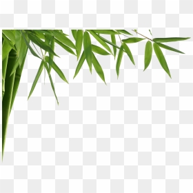 Aceite Para Masaje Shelo Nabel, HD Png Download - bamboo plants png