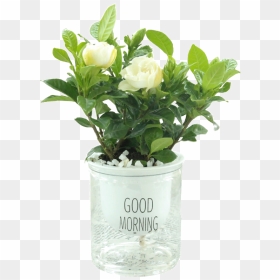 Flowerpot, HD Png Download - bamboo plants png