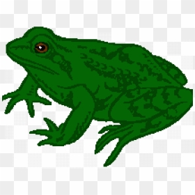 Green Frog Clipart Tadpole Frog - Frog Clip Art, HD Png Download - tadpole png