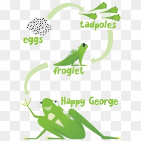 Transparent Tadpole With Legs Clipart - Frog, HD Png Download - tadpole png