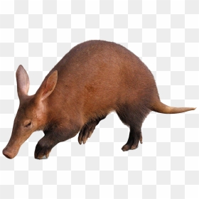 Aardvark - Aardvark Png, Transparent Png - vhv