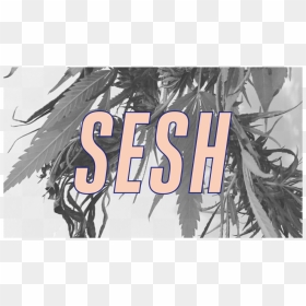 Transparent Sesh Logo Png - Tree, Png Download - sesh logo png