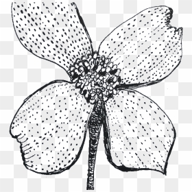 Flowers - Membrane-winged Insect, HD Png Download - design black and white art flower png