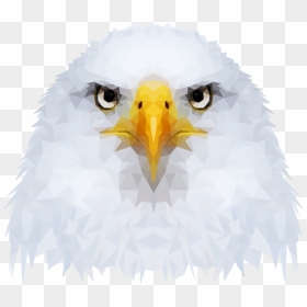 Bald Eagle, HD Png Download - birds png photoshop