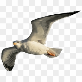Black Skimmer, HD Png Download - birds png photoshop