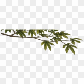 Clip Art, HD Png Download - dry tree branches png