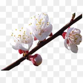 Cherry Blossom, HD Png Download - dry tree branches png
