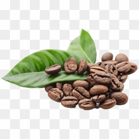 Coffee Beans Png, Transparent Png - green coffee bean png