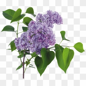 Lilac Png - Lilacs Png, Transparent Png - dry tree branches png