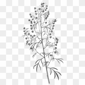 Common Wormwood, HD Png Download - dry tree branches png