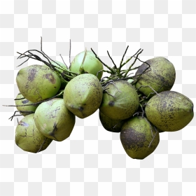 Each Coconut Will Have An Unique Code, With This You - Coconut, HD Png Download - single coconut tree png