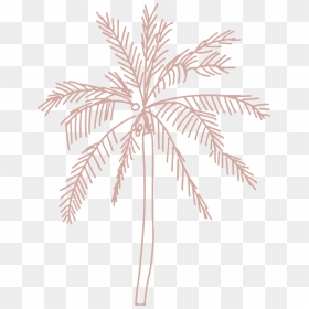 Single Palm Tree By Jess Bailey - Attalea Speciosa, HD Png Download - single coconut tree png