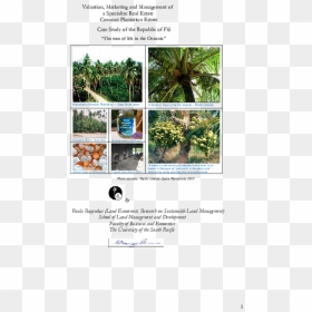 Sabal Palmetto, HD Png Download - single coconut tree png