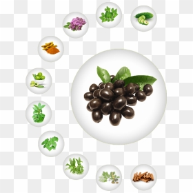 Ayurvedic Herb For Diabetes, Natural Herb For Diabetes, - Herbal Ayurvedic Background Png, Transparent Png - jamun fruit png