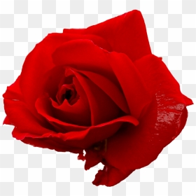 For Your Desktop Backgrounds - Transparent Beautiful Red Rose Png, Png Download - red rose bunch png