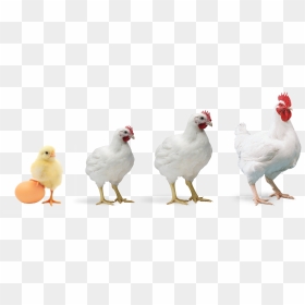 Thumb Image - Poultry Farming, HD Png Download - broiler png