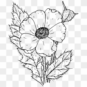 Poppy Flower Clipart Black And White - Poppy Flower Black And White, HD Png Download - flower clipart black png