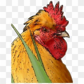 Chicken, Transparent Png - Rooster, Png Download - broiler png