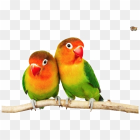 Love Birds Png Pic - Love Birds Transparent Background, Png Download - birds .png
