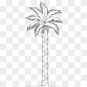 Tree 4663d View"  Class="mw 100 Mh 100 Pol Align Vertical - Date Palm Tree Clipart Black And White, HD Png Download - 3d coconut tree png
