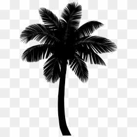 Asian Palmyra Palm Coconut Silhouette Borassus - Attalea Speciosa, HD Png Download - 3d coconut tree png