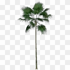3d Trees - Livistona Merrillii - Acca Software - Borassus Flabellifer Png, Transparent Png - 3d coconut tree png
