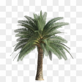 Exotic And Palm Trees45, Itoo Software Store - Attalea Speciosa, HD Png Download - 3d coconut tree png