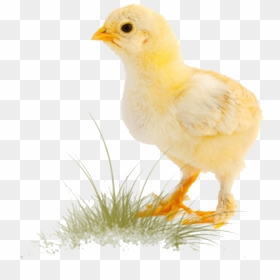 Chicken Png, Transparent Png - broiler png