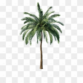 3d Coconut Tree Png, Transparent Png - 3d coconut tree png