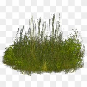 Grass Clip Art - Pampas Grass Watermark Invitation, HD Png Download - water grass png