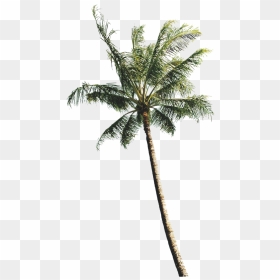Coconut Tree Illustration, HD Png Download - coconut palm tree png
