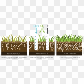 Logo Aerating, HD Png Download - water grass png