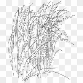 Sketch, HD Png Download - water grass png
