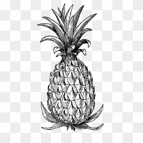 Pineapple - Pineapple Part Black And White, HD Png Download - pineapple fruit png