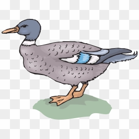 Duck, HD Png Download - water grass png