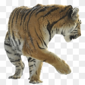 Siberian Tiger , Png Download - Tiger Sitting Lion Png, Transparent Png - tiger in png