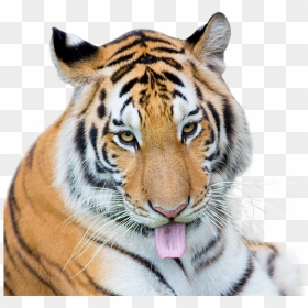 Siberian Tiger , Png Download - Siberian Tiger, Transparent Png - tiger in png
