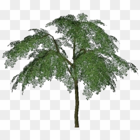3d Trees - Prune - Acca Software - Pond Pine, HD Png Download - 3d trees png