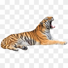 Tiger Hd Png, Transparent Png - tiger in png