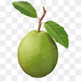 Guava Punch Clip Art Fruit - Study Of Oxalate Ions In Guava Fruit, HD Png Download - fresh fruits png